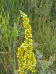 Verbascum