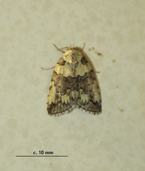 Blenina