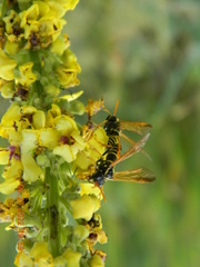 Tenthredo scrophulariae