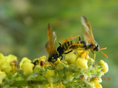 Tenthredo scrophulariae