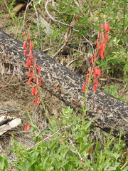 Penstemon eatonii