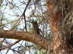 Otus scops