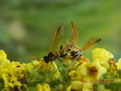 Tenthredo scrophulariae