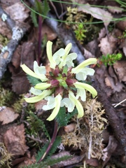 Pedicularis lapponica