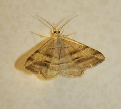 Chiasmia furcata