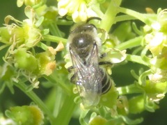 Colletes daviesanus