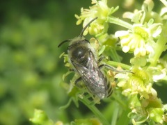 Colletes daviesanus