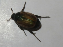 Anomala dubia