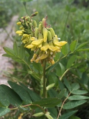 Astragalus frigidus
