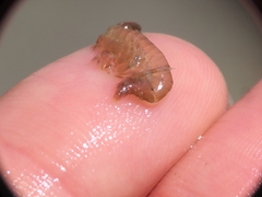 Gammarus oceanicus