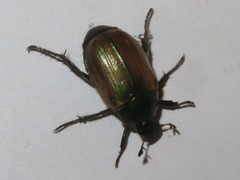 Anomala dubia