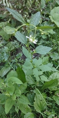 Geum canadense