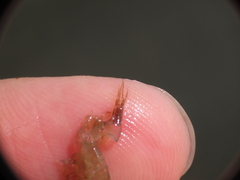Gammarus oceanicus