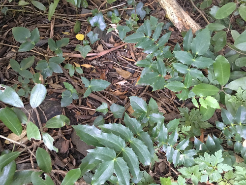 Mahonia oiwakensis