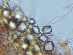 Hydnophlebia