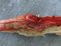 Hydnophlebia