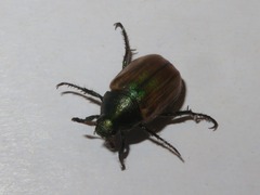 Anomala dubia