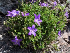 Campanula arvatica