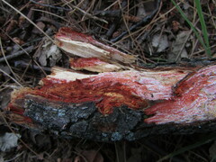 Hydnophlebia
