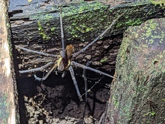 Ancylometes bogotensis