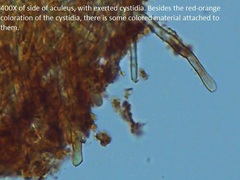 Hydnophlebia