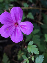 Geranium yeoi
