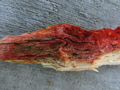 Hydnophlebia