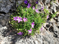 Campanula arvatica
