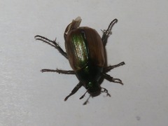 Anomala dubia