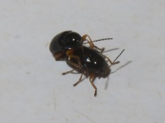 Cryptocephalus ocellatus