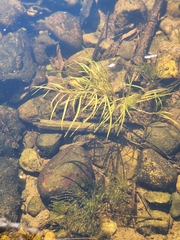 Potamogeton robbinsii