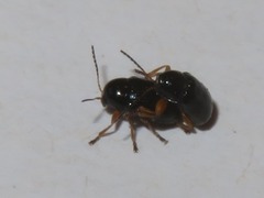 Cryptocephalus ocellatus