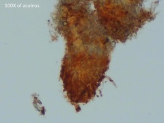 Hydnophlebia