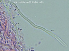 Hydnophlebia