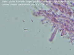 Hydnophlebia
