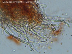 Hydnophlebia