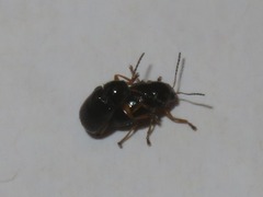 Cryptocephalus ocellatus