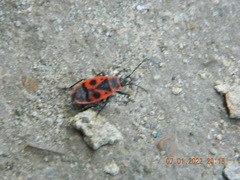 Pyrrhocoris apterus