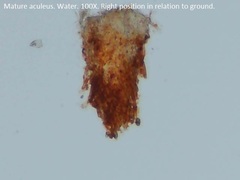 Hydnophlebia