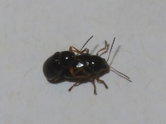 Cryptocephalus ocellatus