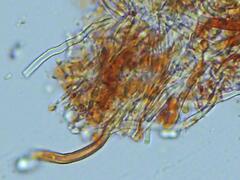 Hydnophlebia