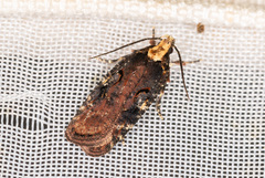 Agonopterix liturosa