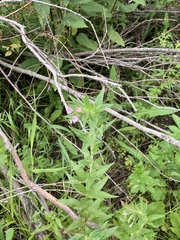 Epilobium glandulosum