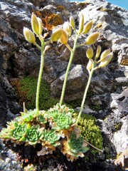 Draba dedeana