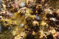 Phorbas dives