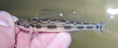 Blackside Darter photo 3