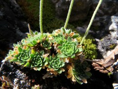Draba dedeana