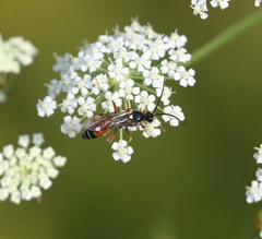 Ctenichneumon panzeri