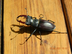 Lucanus cervus