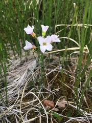 Cardamine polemonioides